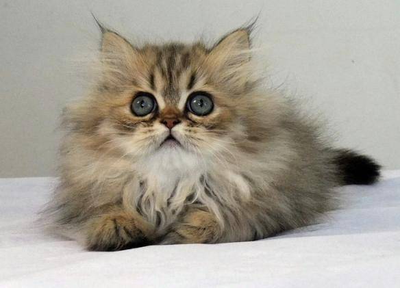 貓咪品種排行榜前十名-1