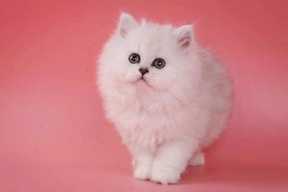 貓咪品種排行榜前十名-1 貓咪品種排行榜前十名-1