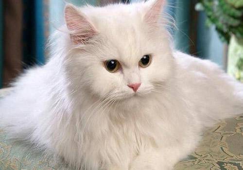 貓咪品種排行榜前十名-1