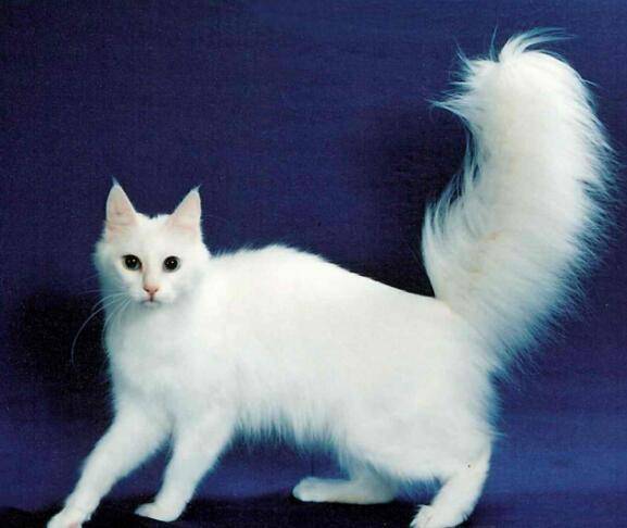 貓咪品種排行榜前十名-1 貓咪品種排行榜前十名-1