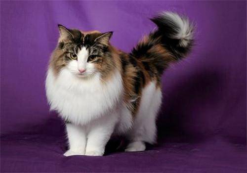 貓咪品種排行榜前十名-1