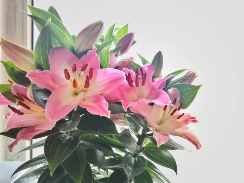 室內養殖什么好養又賺錢-1