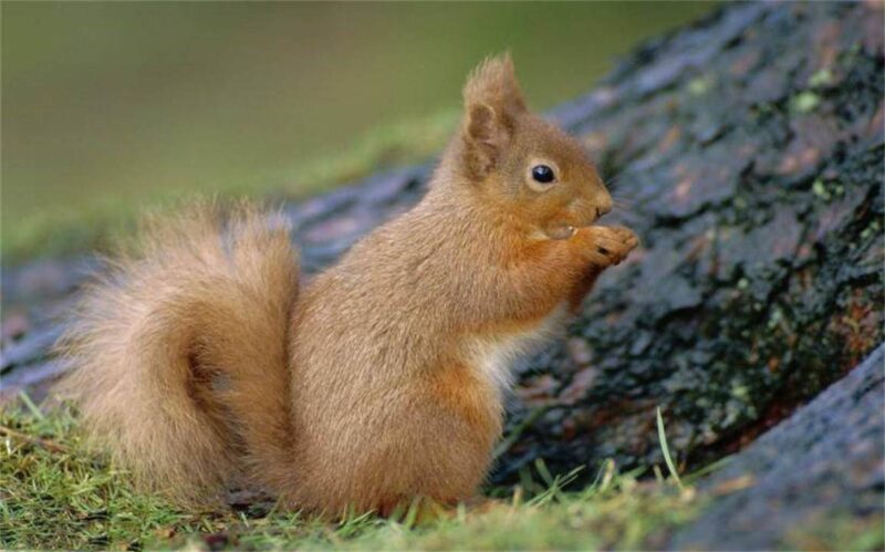 十大最聰明的動物排名(動物智商排行榜前十名)-1 十大最聰明的動物排名(動物智商排行榜前十名)-1