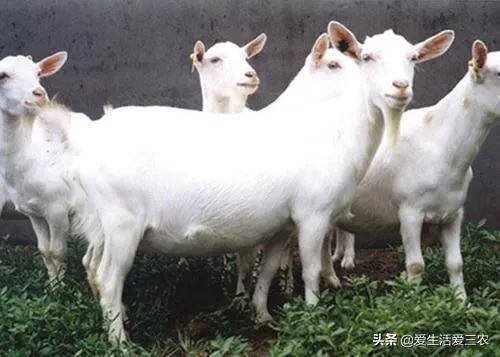 適合窮人沒本錢的養殖(養殖排行榜前十名品種)-1 適合窮人沒本錢的養殖(養殖排行榜前十名品種)-1