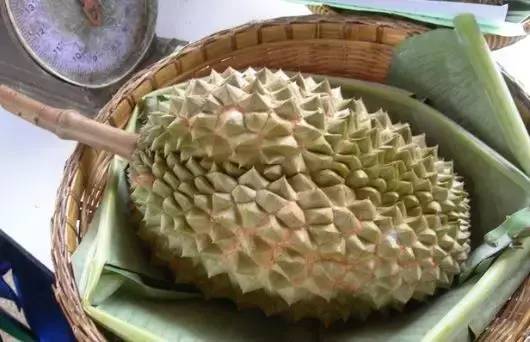 長柄榴蓮是什么品種(世界十大頂級榴蓮)-1 長柄榴蓮是什么品種(世界十大頂級榴蓮)-1