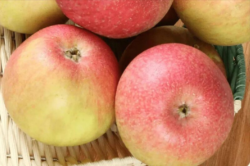 中國十大蘋果好吃排名(蘋果好吃排行榜前十名)-1 中國十大蘋果好吃排名(蘋果好吃排行榜前十名)-1