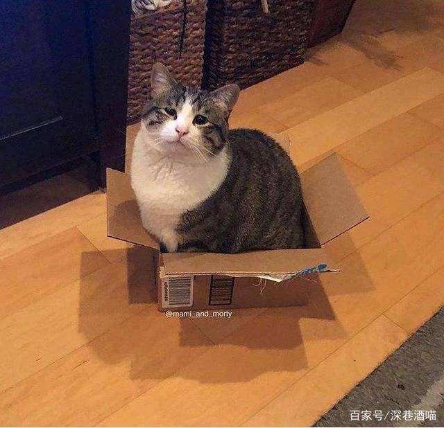 第一次養貓需要注意什么?新手養貓必備清單-1 第一次養貓需要注意什么?新手養貓必備清單-1