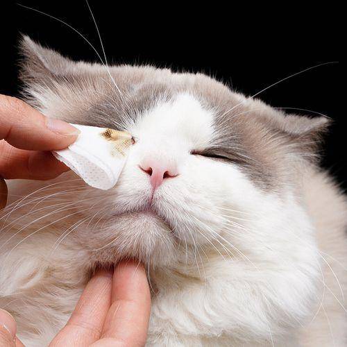 第一次養貓需要注意什么?新手養貓必備清單-1 第一次養貓需要注意什么?新手養貓必備清單-1