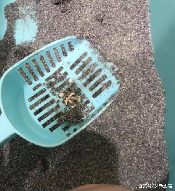 第一次養貓需要注意什么?新手養貓必備清單-1 第一次養貓需要注意什么?新手養貓必備清單-1