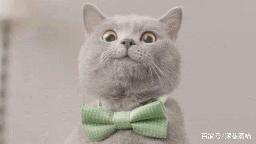 第一次養貓需要注意什么?新手養貓必備清單-1 第一次養貓需要注意什么?新手養貓必備清單-1