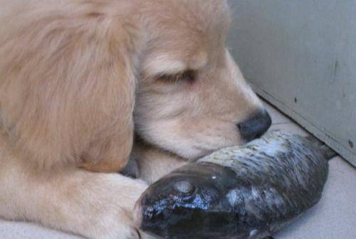 狗吃什么食物-1 狗吃什么食物-1