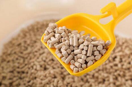 第一次養貓需要注意什么?新手養貓必備清單-1 第一次養貓需要注意什么?新手養貓必備清單-1