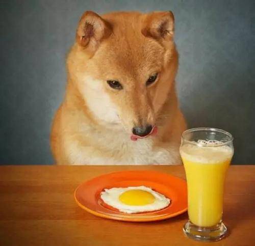 狗吃什么食物-1 狗吃什么食物-1