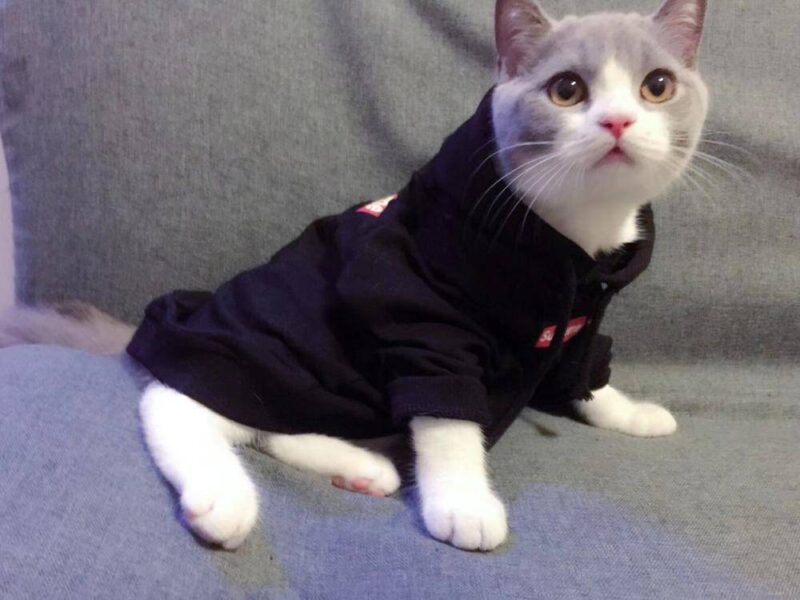 第一次養貓需要注意什么?新手養貓必備清單-1 第一次養貓需要注意什么?新手養貓必備清單-1