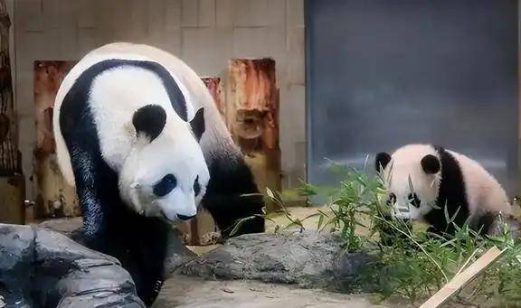 大熊貓為什么被視為中國(guó)的國(guó)寶-1