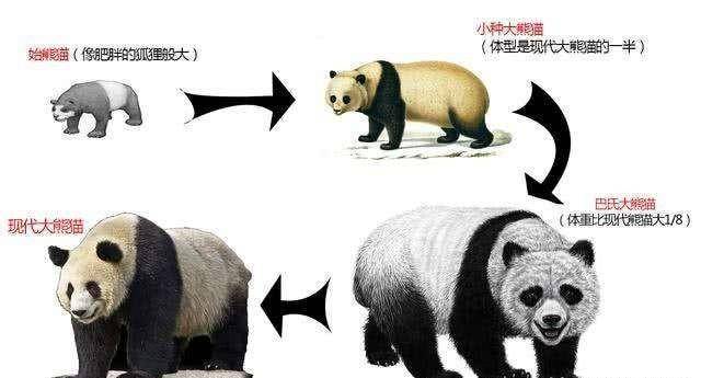 大熊貓為什么被視為中國(guó)的國(guó)寶-1