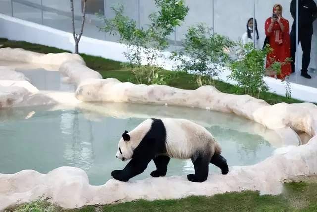 大熊貓為什么被視為中國(guó)的國(guó)寶-1