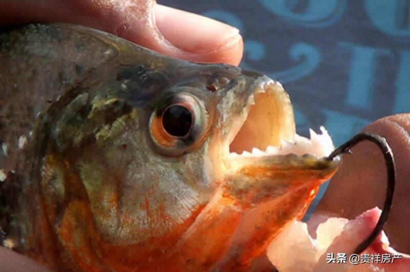 十大動物之王(動物實力排行榜)-1