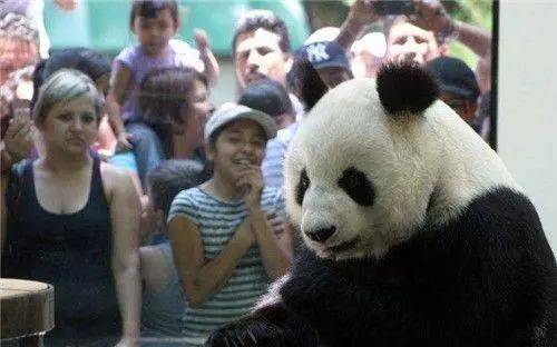大熊貓為什么被視為中國(guó)的國(guó)寶-1