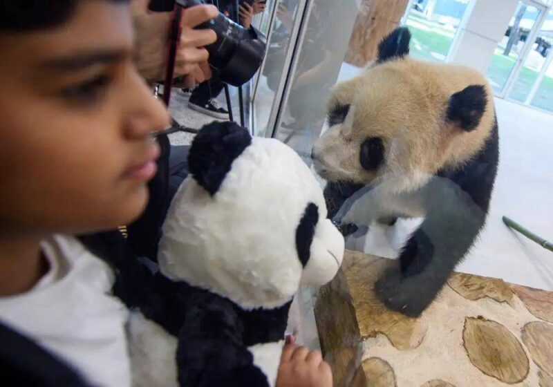 大熊貓為什么被視為中國(guó)的國(guó)寶-1