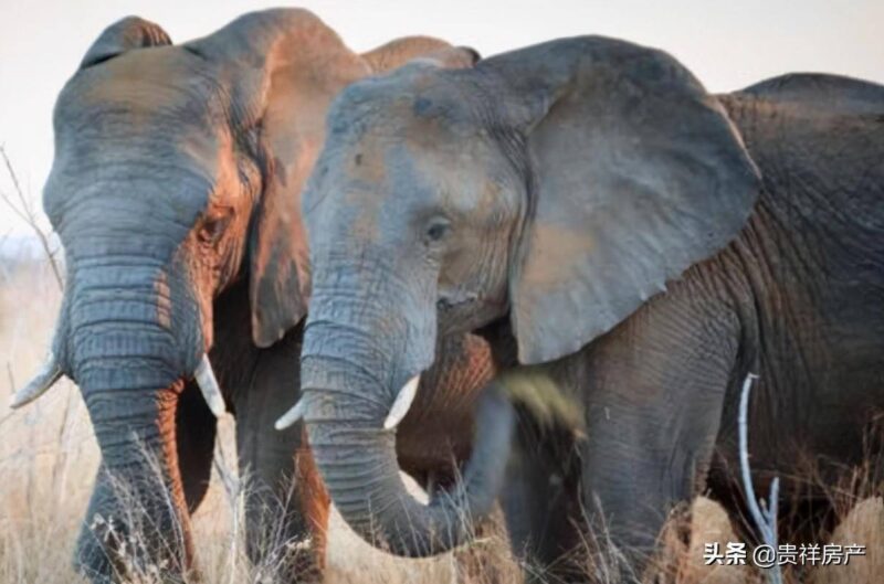 十大動物之王(動物實力排行榜)-1