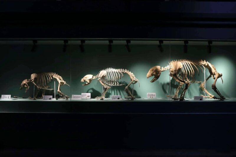 大熊貓為什么被視為中國(guó)的國(guó)寶-1