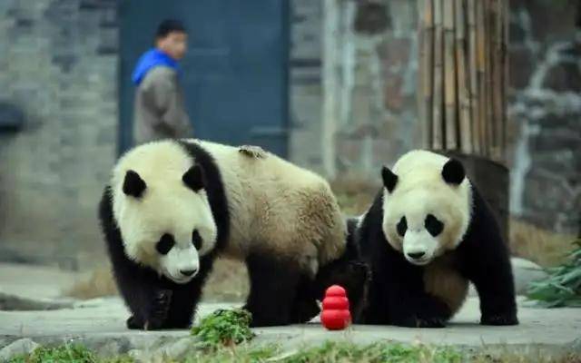 大熊貓為什么被視為中國(guó)的國(guó)寶-1