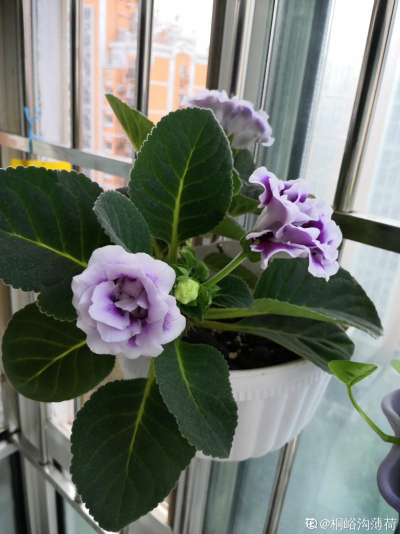 常年不見陽光適合養什么花?適合長期在室內耐陰的植物-1