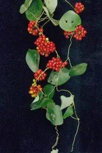 千金藤根叫什么-1 千金藤根叫什么-1