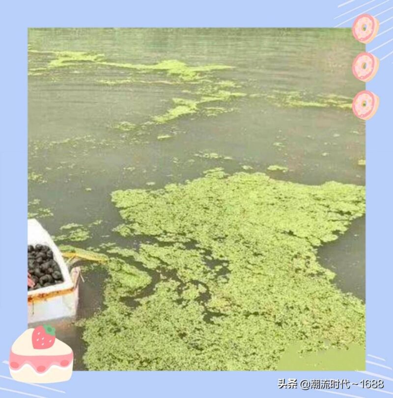 螺螄吃什么長大的-專在家創業網