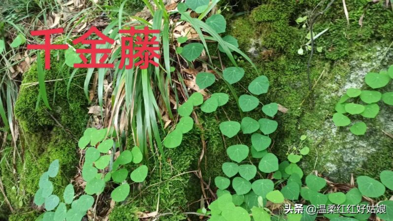 千金藤根叫什么-1 千金藤根叫什么-1