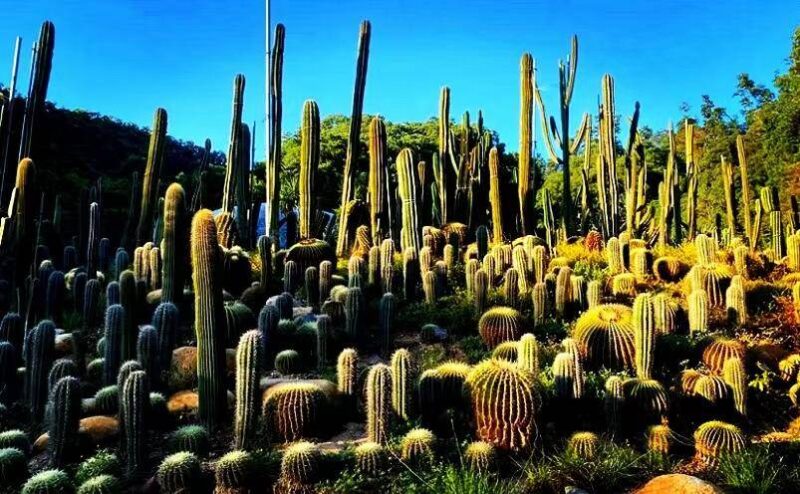 深圳有啥好玩的地方排行榜?深圳好玩的地方推薦前十-1