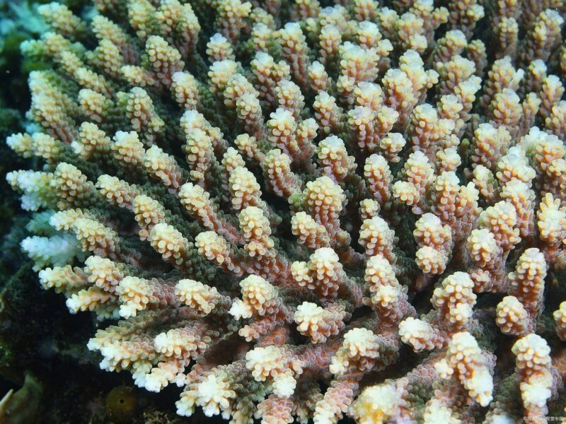 小蝦吃什么食物-1 小蝦吃什么食物-1