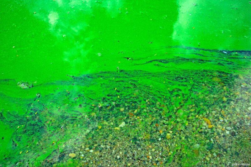 小蝦吃什么食物-1 小蝦吃什么食物-1