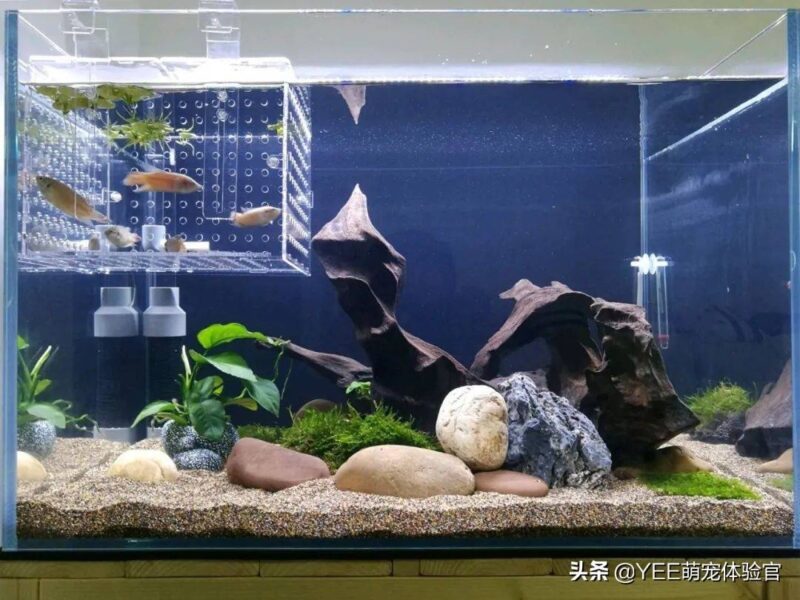 硝化細菌加多了對魚有影響嗎-1 硝化細菌加多了對魚有影響嗎-1