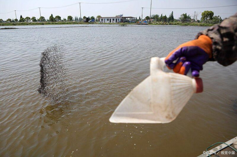 小蝦吃什么食物-1 小蝦吃什么食物-1