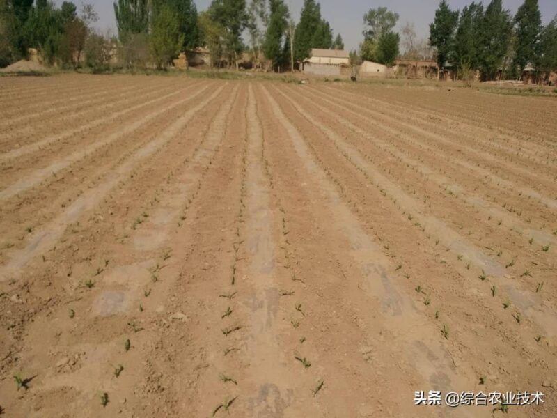 玉米生長的幾個階段?玉米全部生長過程圖片及說明-1