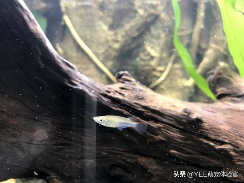 硝化細菌加多了對魚有影響嗎-1 硝化細菌加多了對魚有影響嗎-1
