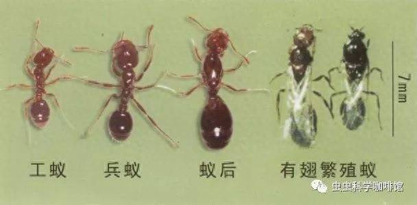 白蟻和飛蟻是一個東西嗎?白蟻和飛蟻的區別-1