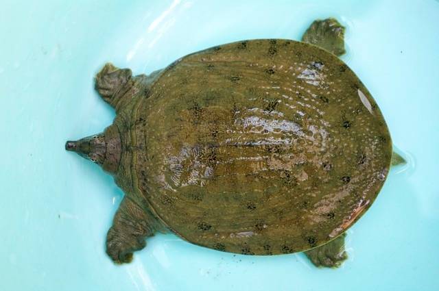 農村養殖什么最可靠?適合農村養殖的動物-專在家創業網