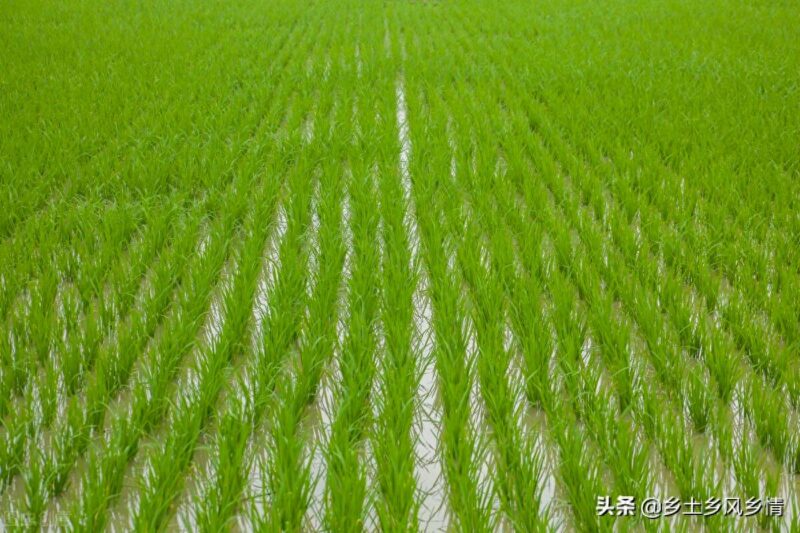 水稻生長發育八個時期-1 水稻生長發育八個時期-1