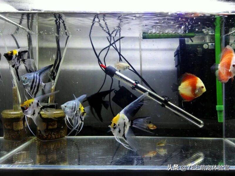 硝化細菌加多了對魚有影響嗎-1 硝化細菌加多了對魚有影響嗎-1