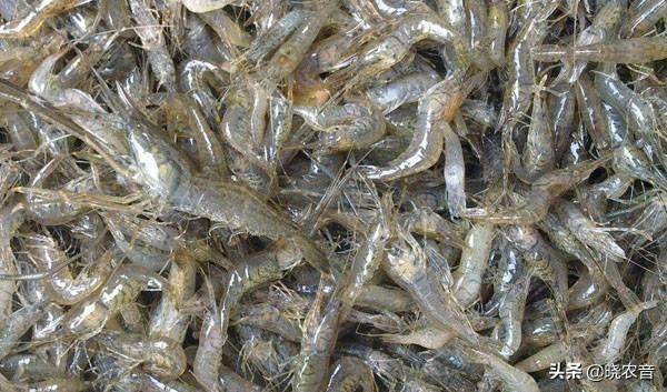 小蝦吃什么食物-1 小蝦吃什么食物-1