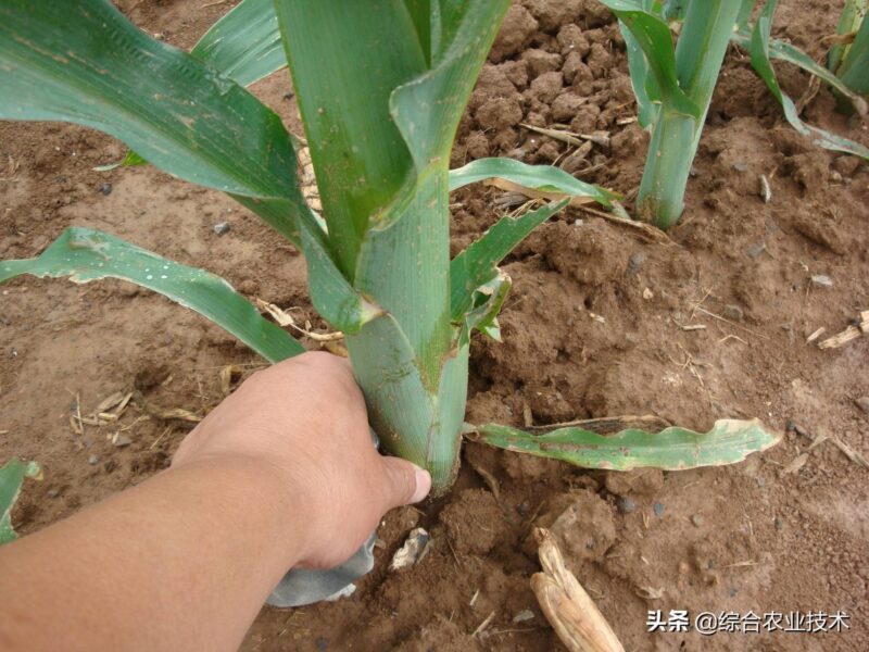 玉米生長的幾個階段?玉米全部生長過程圖片及說明-1