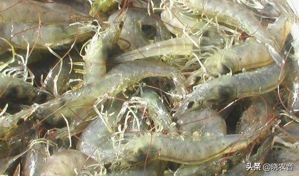 小蝦吃什么食物-1 小蝦吃什么食物-1