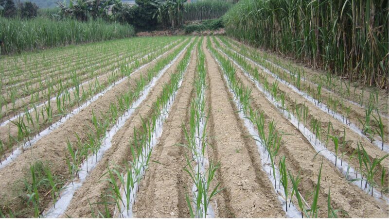 甘蔗什么時(shí)候種植最佳-1 甘蔗什么時(shí)候種植最佳-1