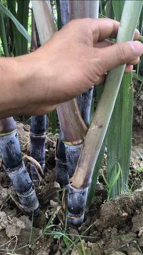 甘蔗什么時(shí)候種植最佳-1 甘蔗什么時(shí)候種植最佳-1