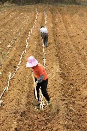 甘蔗什么時(shí)候種植最佳-1 甘蔗什么時(shí)候種植最佳-1