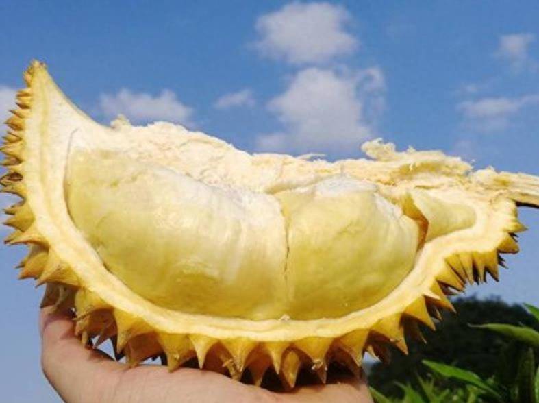 榴蓮那個品種比較好吃-專在家創業網