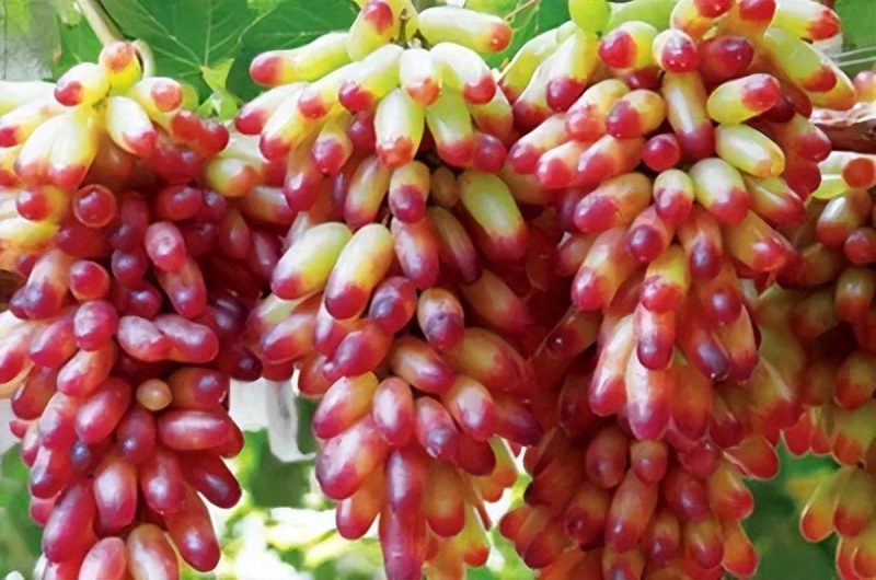 目前最好的葡萄品種排名榜-1 目前最好的葡萄品種排名榜-1